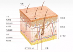 <b>从皮肤构造，谈谈皮肤管理的重要性，仪器配合更省心！</b>